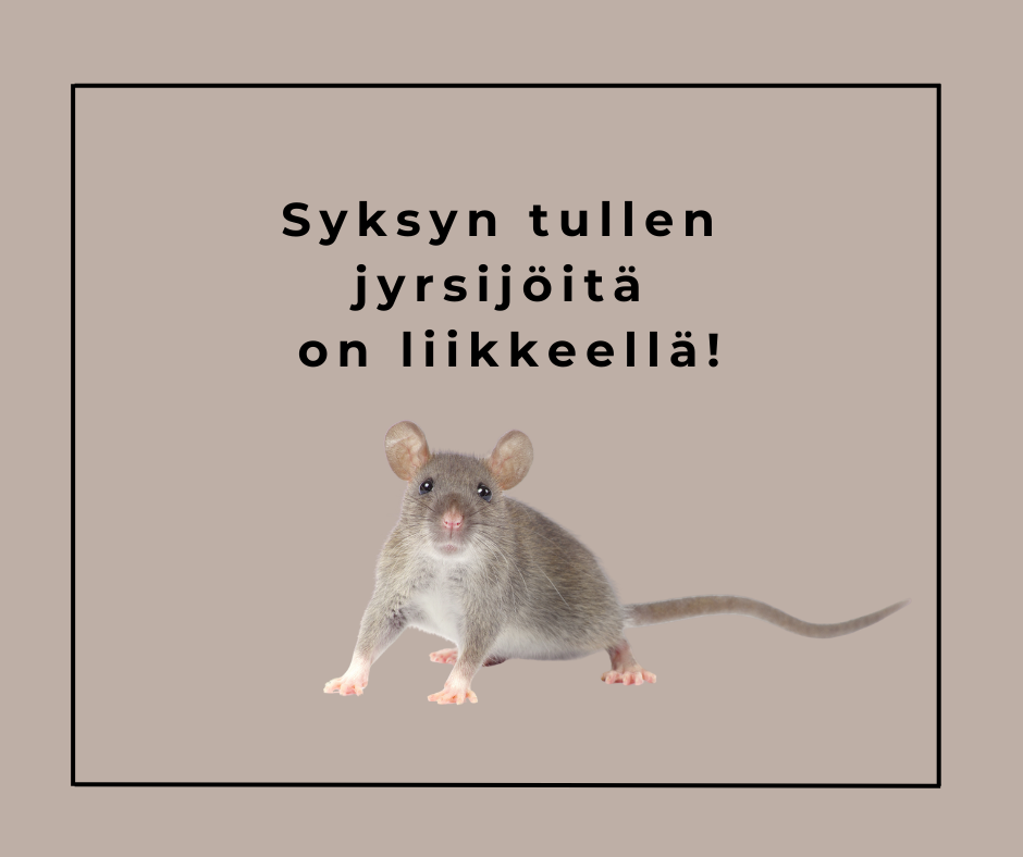 Syksyn tullen jyrsijöitä on liikkeellä